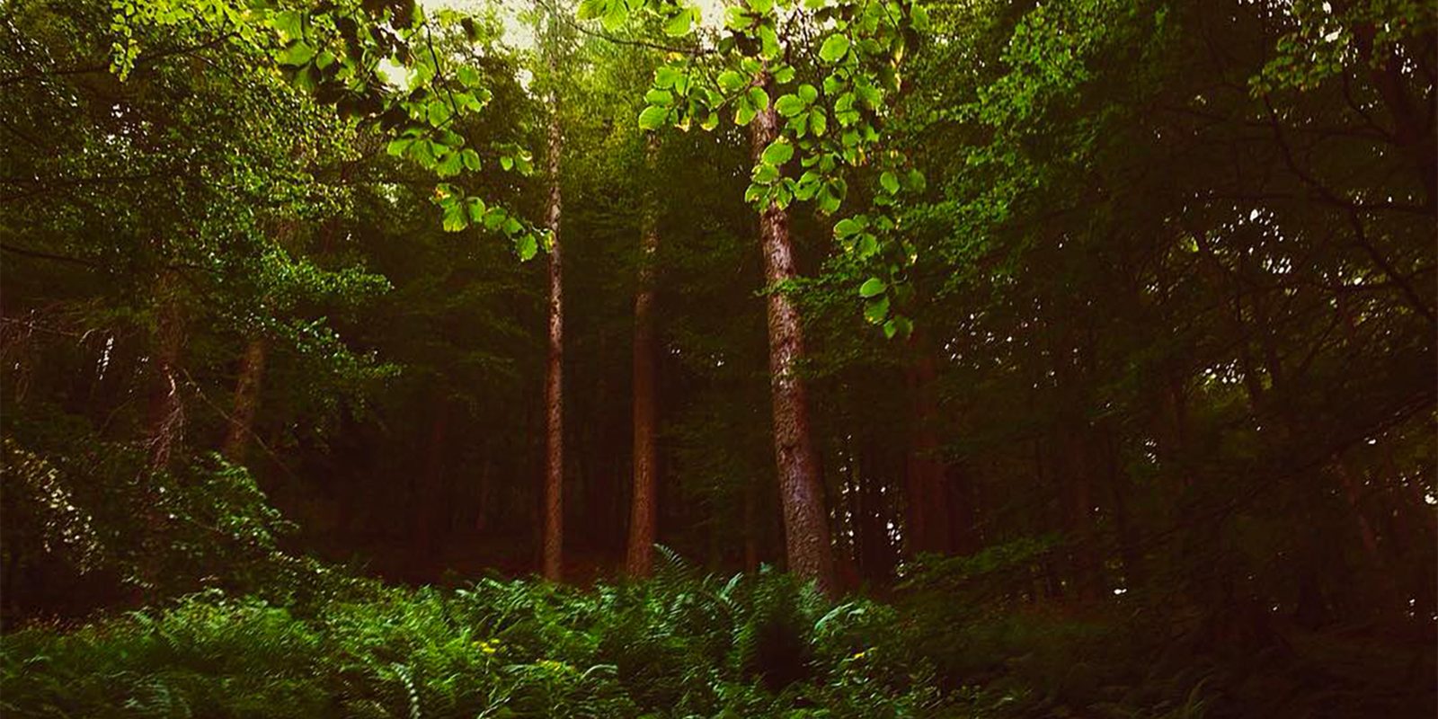 Il parco avventura di Margno è immerso in un bosco della Valsassina