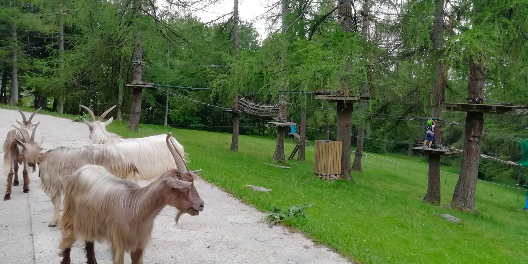 Animali pascolano nel prati di parco