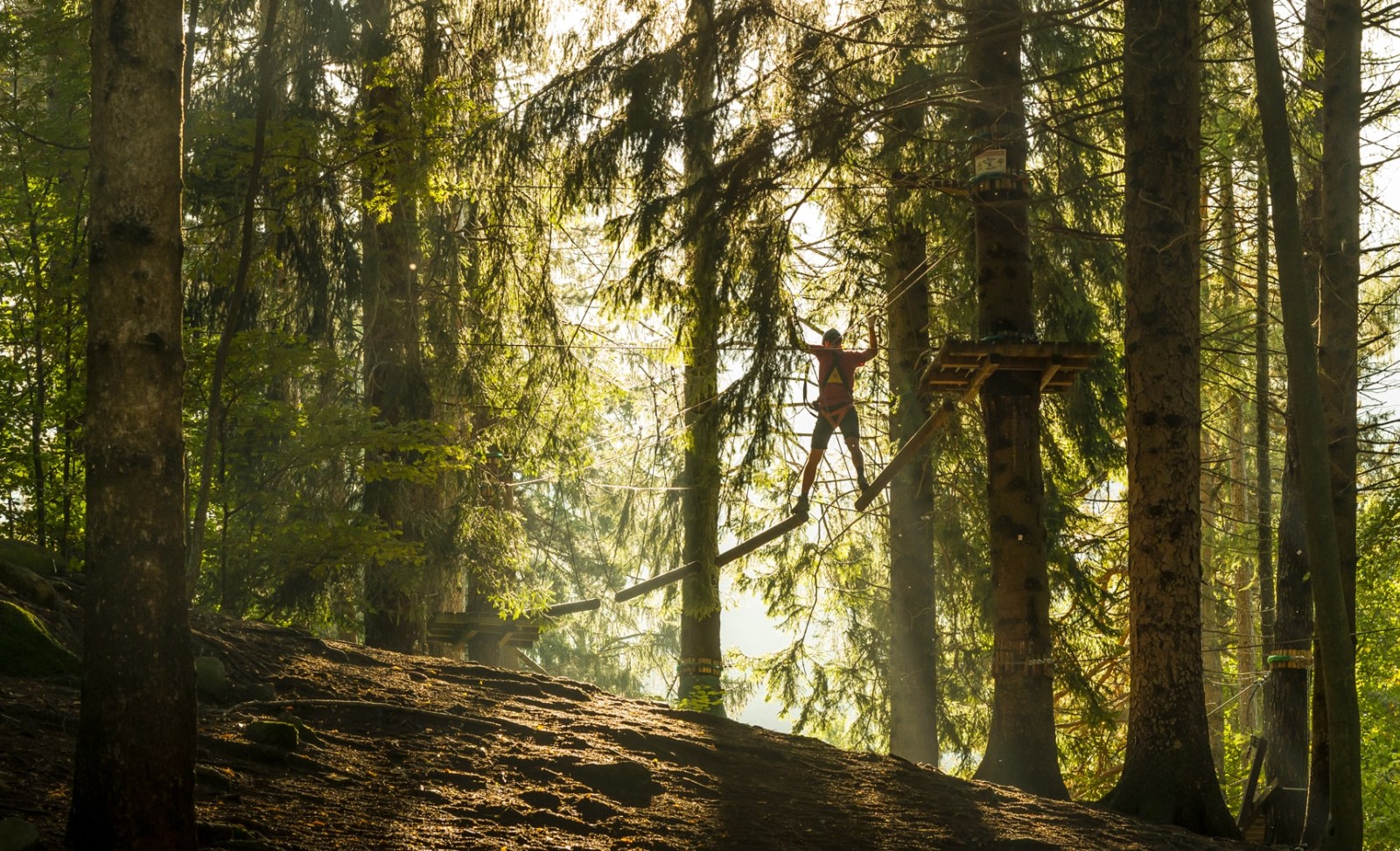 Percorso tra gli alberi al tramonto